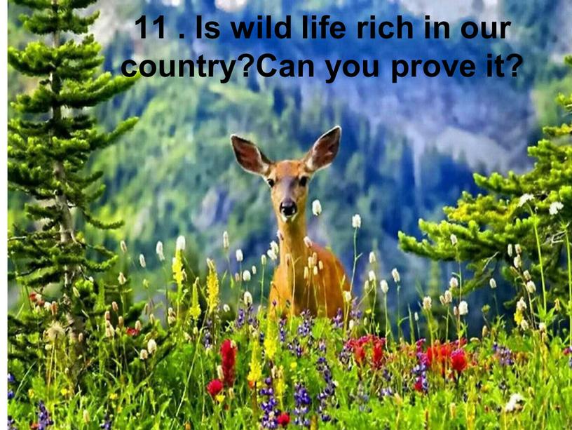 Is wild life rich in our country?Can you prove it?