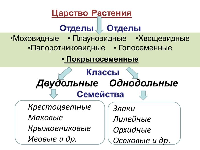 Царство Растения Двудольные