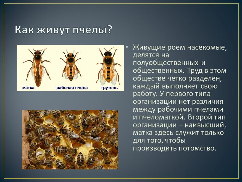 Как живут пчелы? Живущие роем насекомые, делятся на полуобщественных и общественных