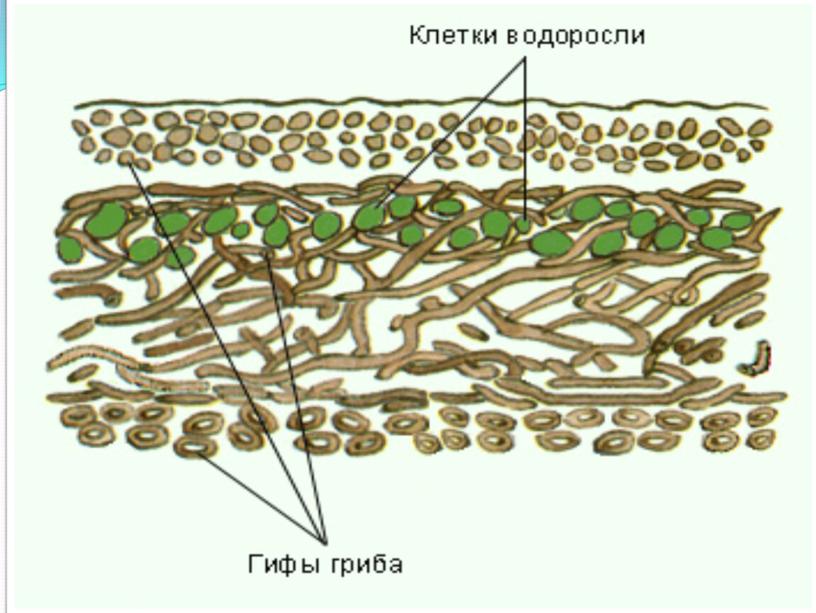 Презентация по биологии 5 класс "Лишайники"
