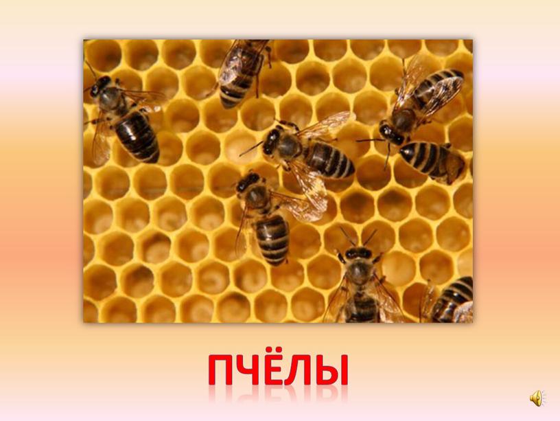 пчёлы