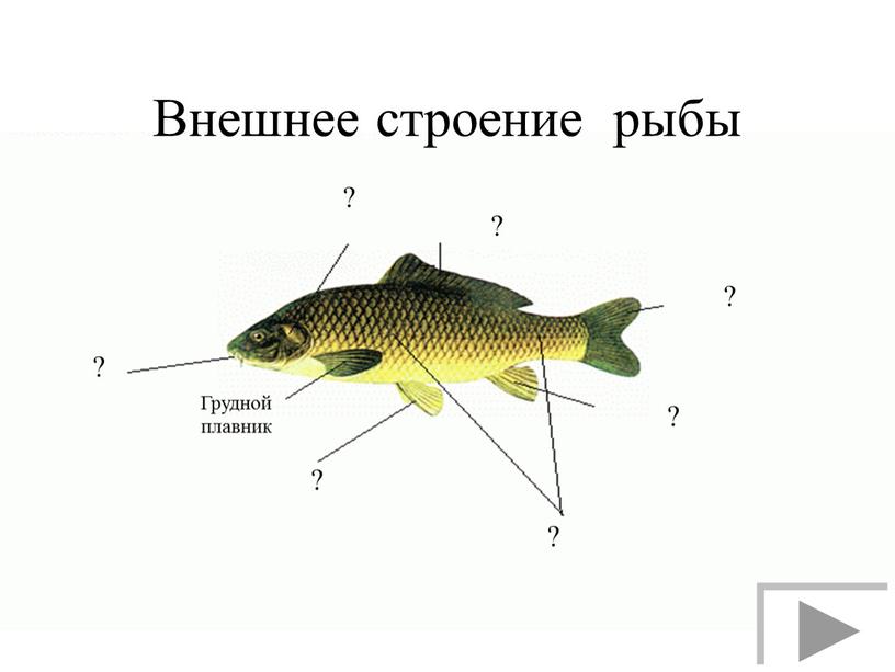 Внешнее строение рыбы ? ? Грудной плавник ? ? ? ? ?