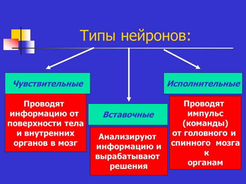 Типы нейронов: Чувствительные Вставочные