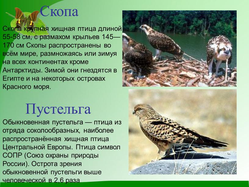 Скопа Скопа крупная хищная птица длиной 55-58 см, с размахом крыльев 145—170 см