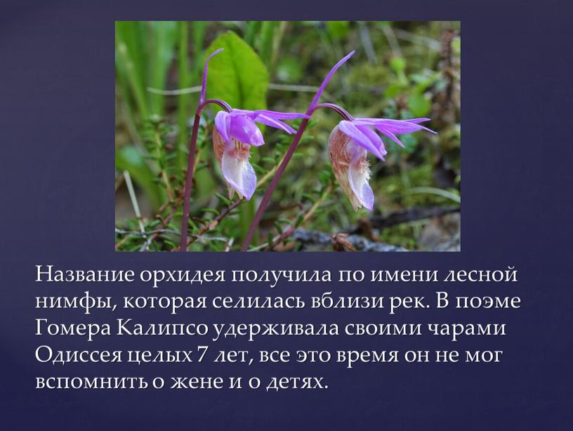 Название орхидея получила по имени лесной нимфы, которая селилась вблизи рек