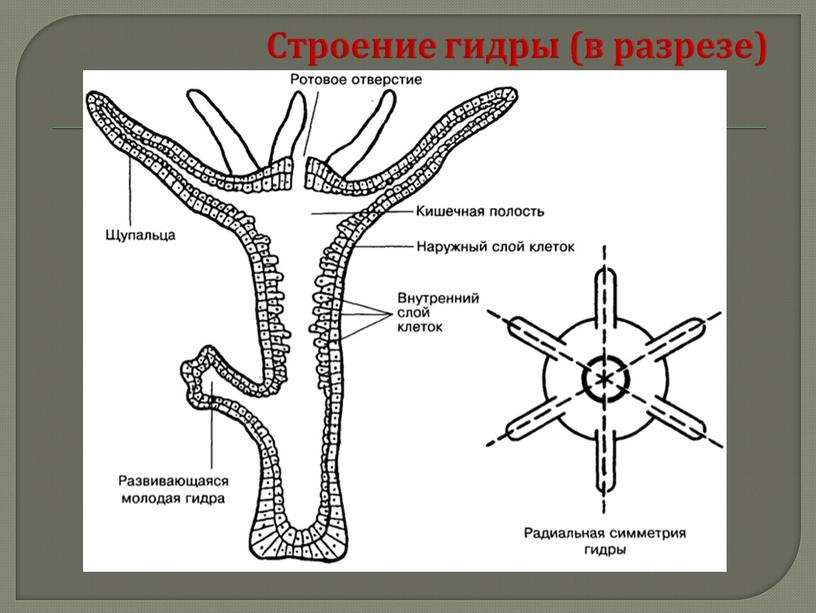 Кишечнополостные , 8класс, биология