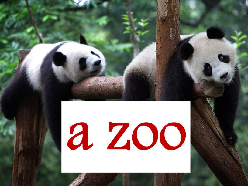 a zoo