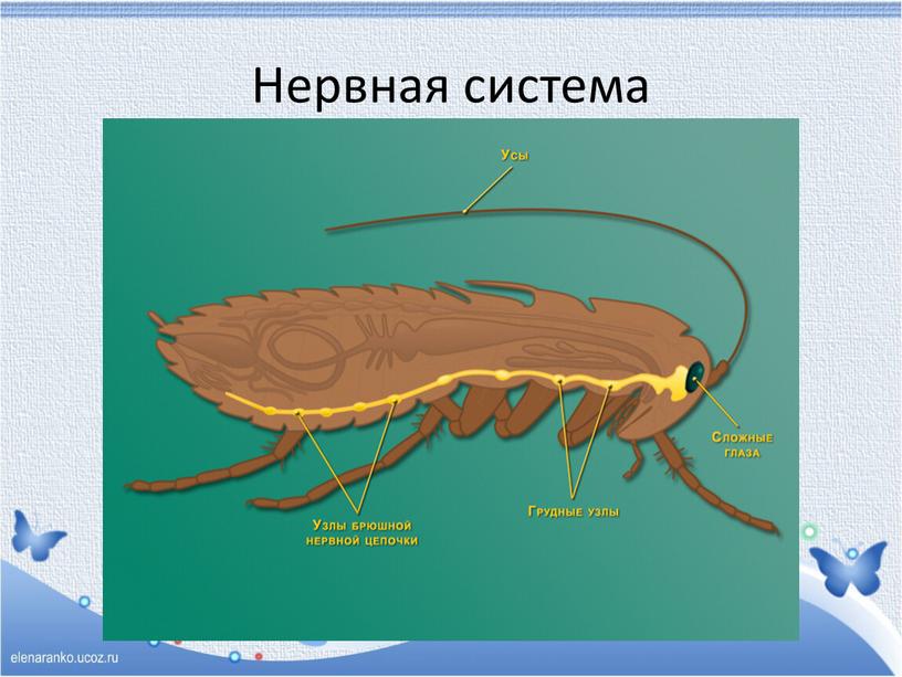 Нервная система