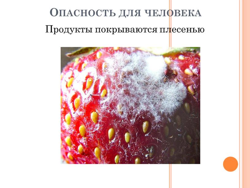 Опасность для человека Продукты покрываются плесенью