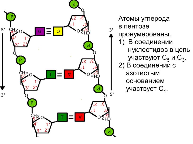 Атомы углерода в пентозе пронумерованы