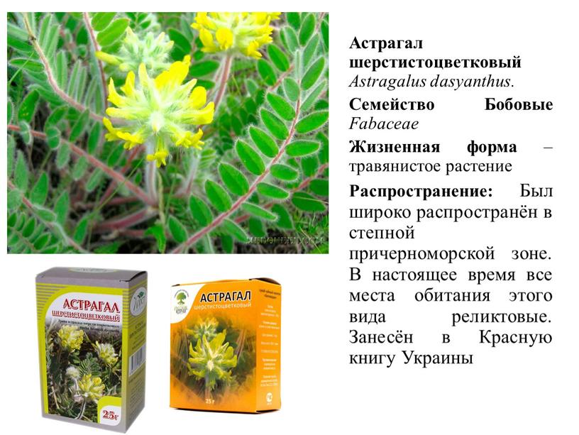 Астрагал шерстистоцветковый Astragalus dasyanthus