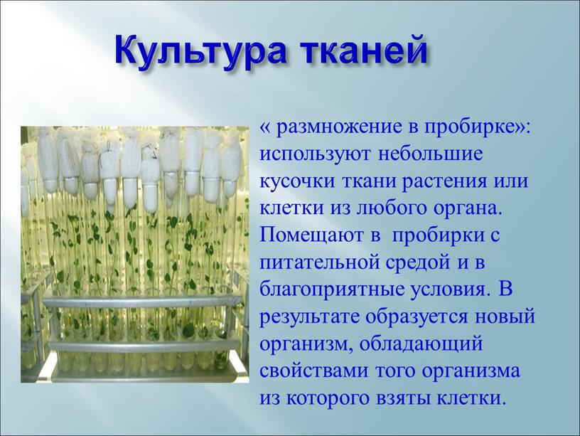 Культура тканей « размножение в пробирке»: используют небольшие кусочки ткани растения или клетки из любого органа