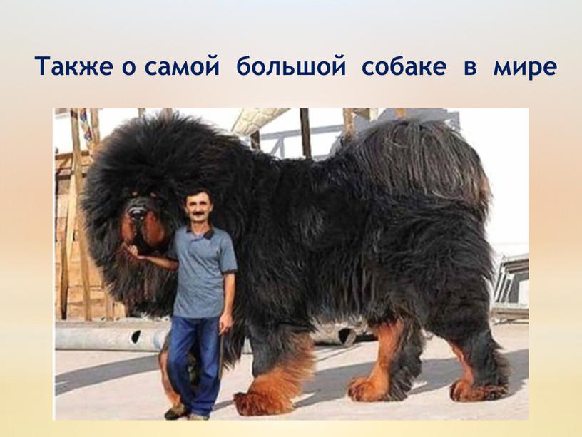 Также о самой большой собаке в мире