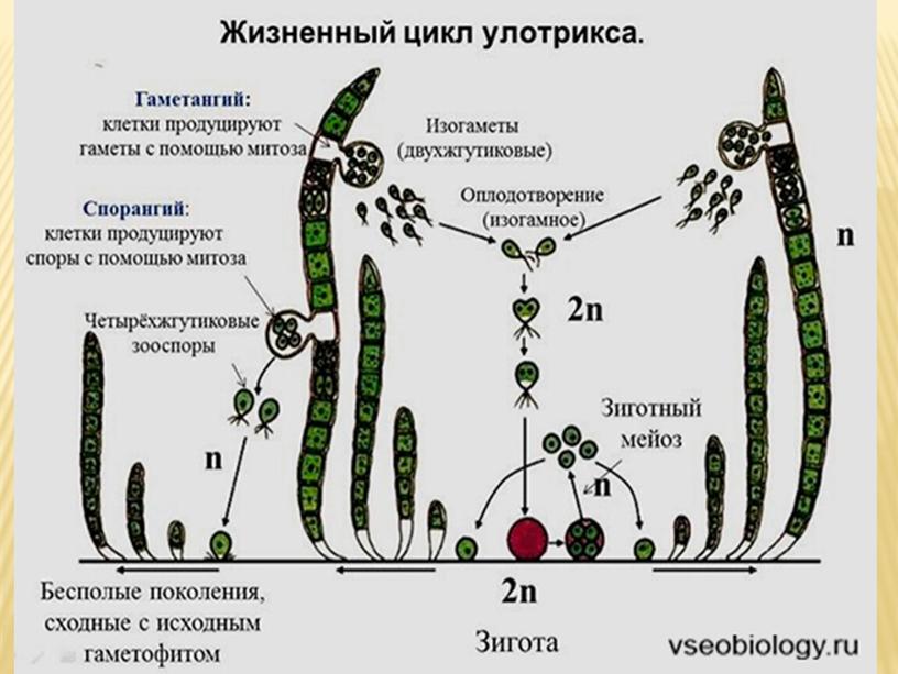 Подготовка к ЕГЭ по биологии.Жизненные циклы растений (теория и задания)