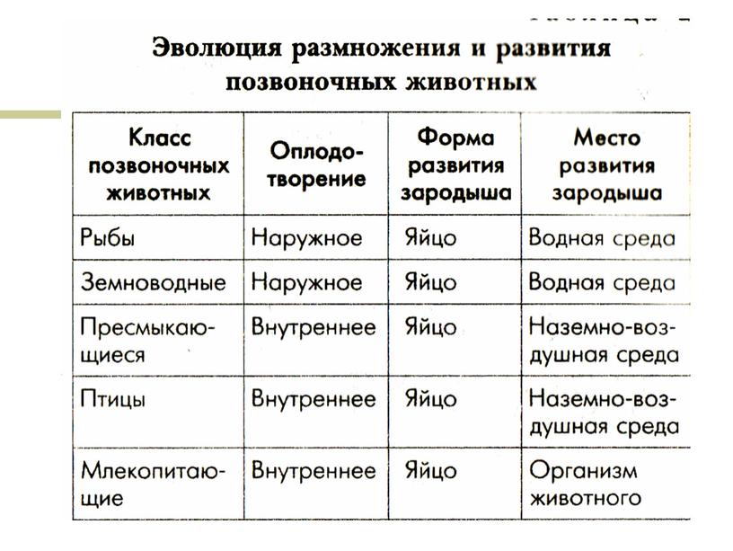 Презентация по биологии 8 класс "Способы размножения животных. Оплодотворение."