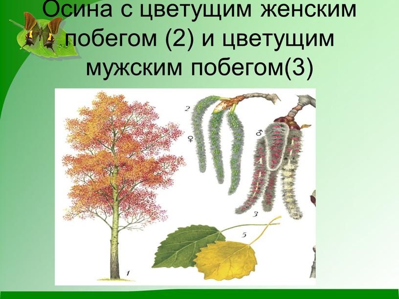 Осина с цветущим женским побегом (2) и цветущим мужским побегом(3)