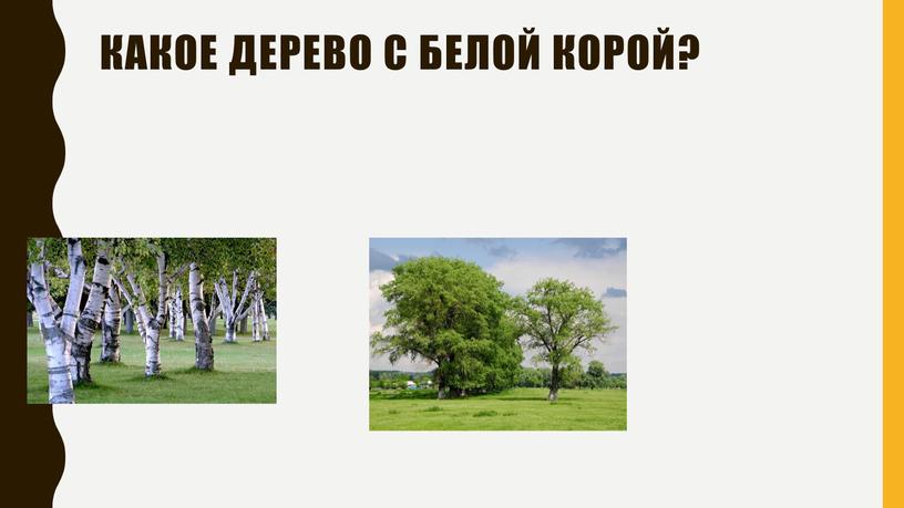 Какое дерево с белой корой?