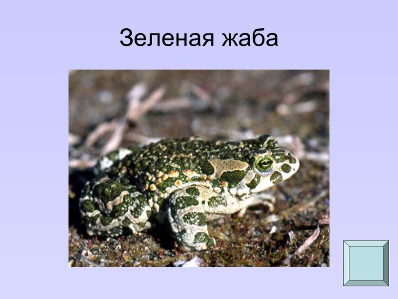 Зеленая жаба