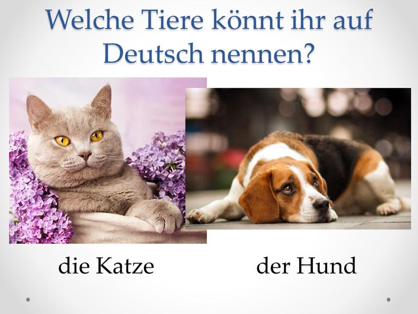 Welche Tiere könnt ihr auf Deutsch nennen? die