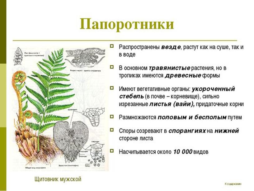 Высшие споровые растения