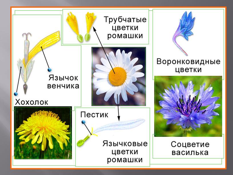 Презентация по биологии на тему "Семейство Сложноцветные"