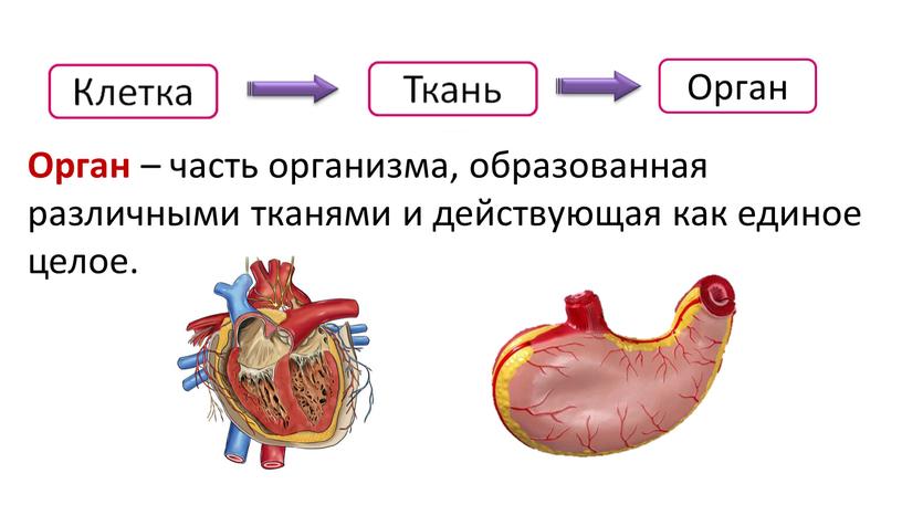 Орган Орган – часть организма, образованная различными тканями и действующая как единое целое