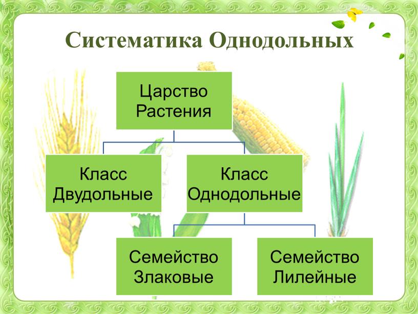 Систематика Однодольных