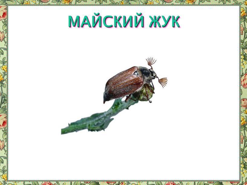 МАЙСКИЙ ЖУК