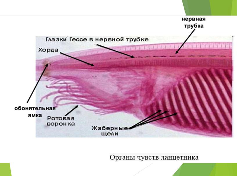 Описание органов чувств позвоночных животных