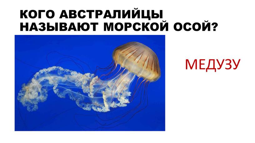 КОГО АВСТРАЛИЙЦЫ НАЗЫВАЮТ МОРСКОЙ