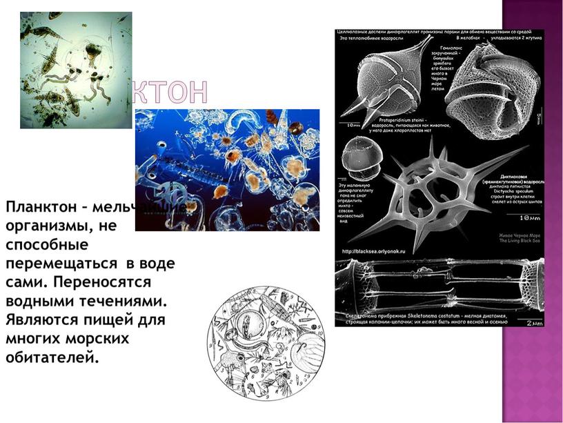 Планктон – мельчайшие организмы, не способные перемещаться в воде сами