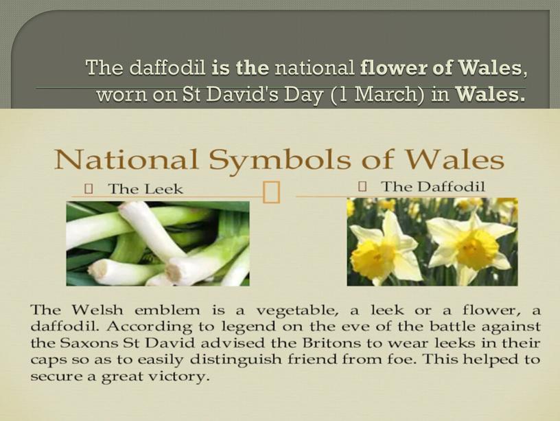 The daffodil is the national flower of