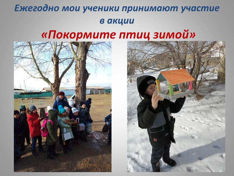 Ежегодно мои ученики принимают участие в акции «Покормите птиц зимой»