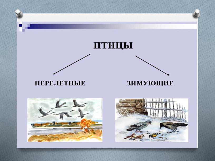 Презентация на тему:"Птицы – наши друзья"(приложение к Конспекту внеклассного мероприятия на  тему: «Украшение земли – птицы»