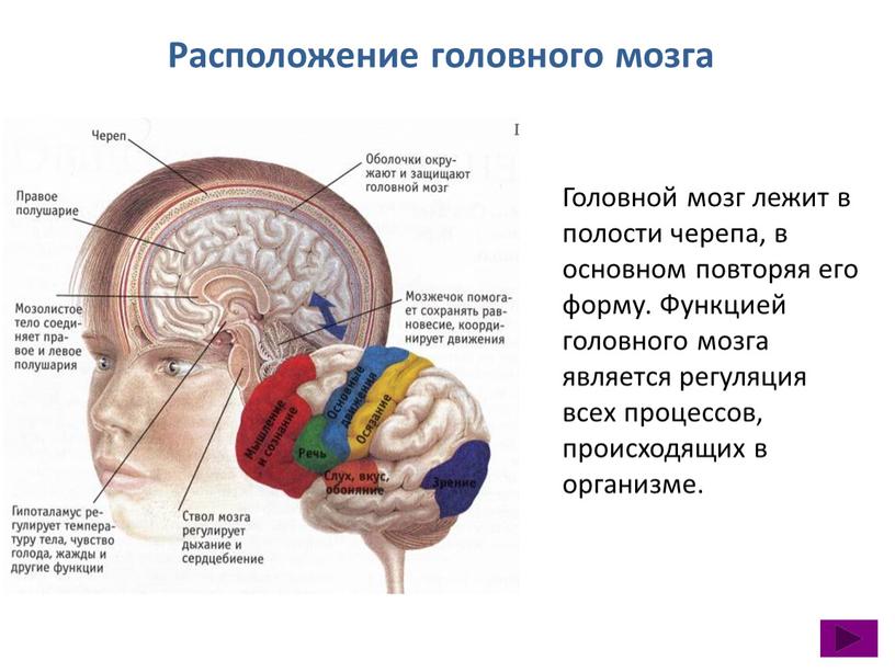 Расположение головного мозга Головной мозг лежит в полости черепа, в основном повторяя его форму