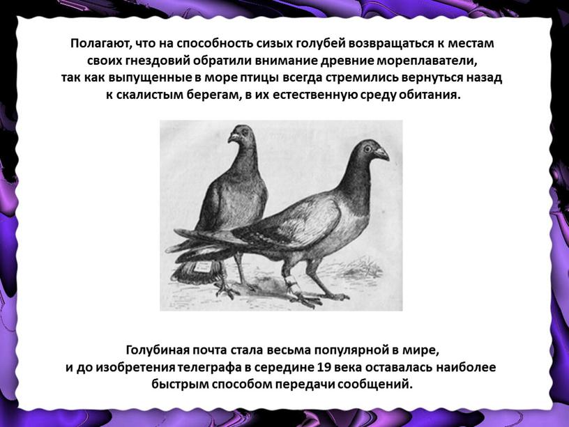 Полагают, что на способность сизых голубей возвращаться к местам своих гнездовий обратили внимание древние мореплаватели, так как выпущенные в море птицы всегда стремились вернуться назад…