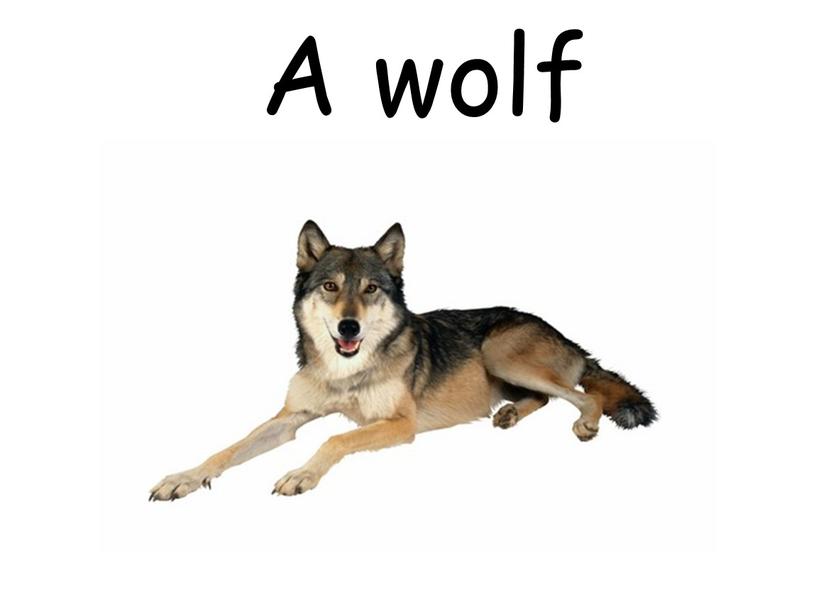 A wolf