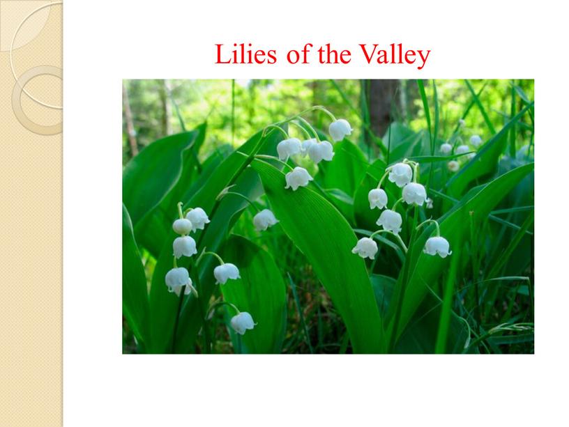 Lilies of the Valley