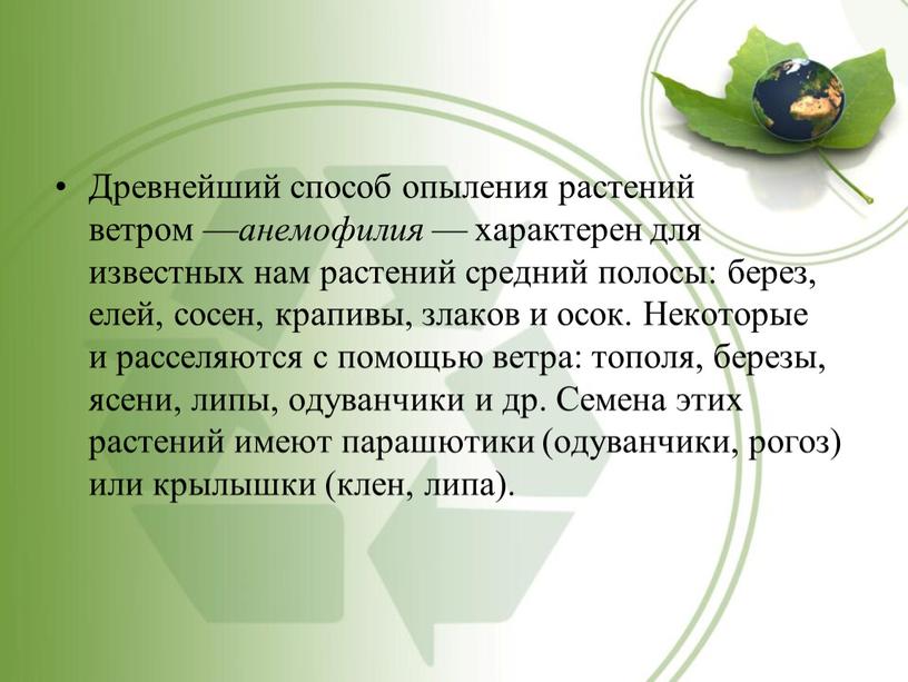 Древнейший способ опыления растений ветром — анемофилия — характерен для известных нам растений средний полосы: берез, елей, сосен, крапивы, злаков и осок