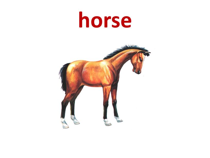 horse