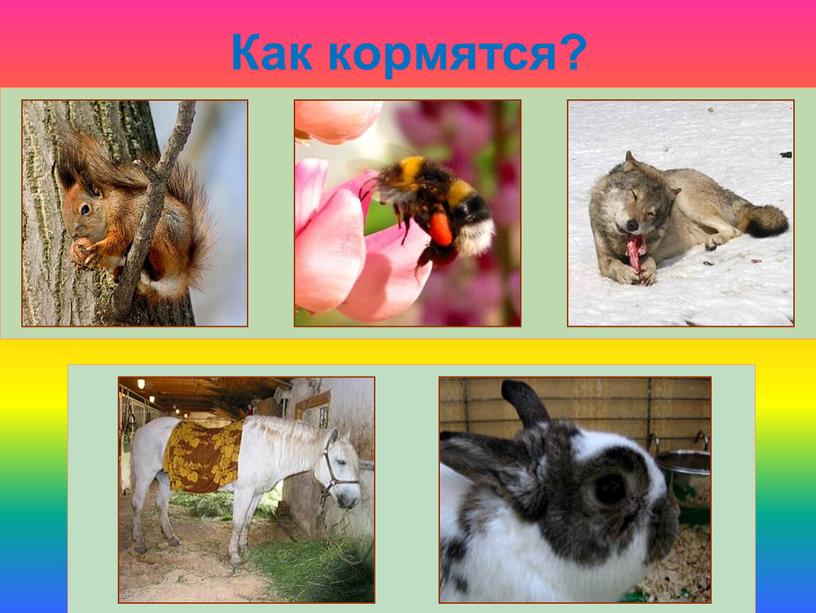 Как кормятся?