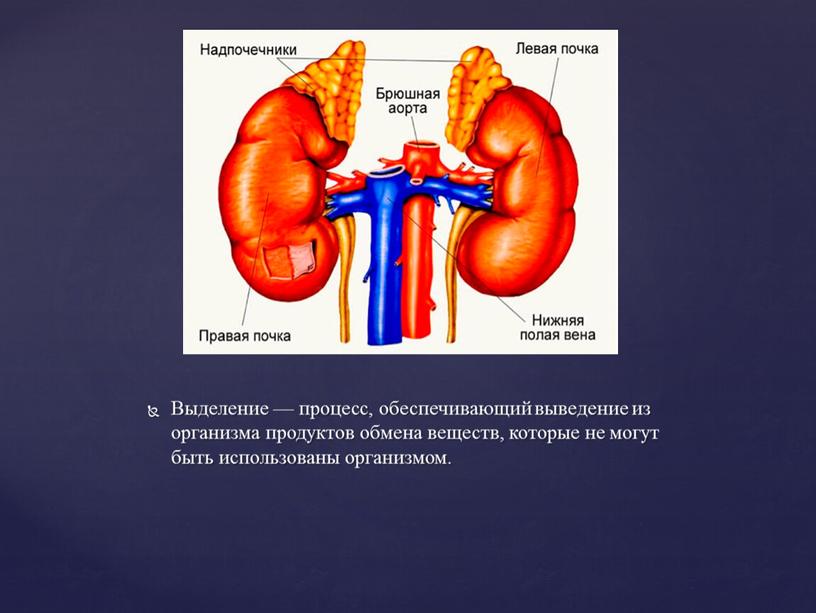 Выделение — процесс, обеспечивающий выведение из организма продуктов обмена веществ, которые не могут быть использованы организмом