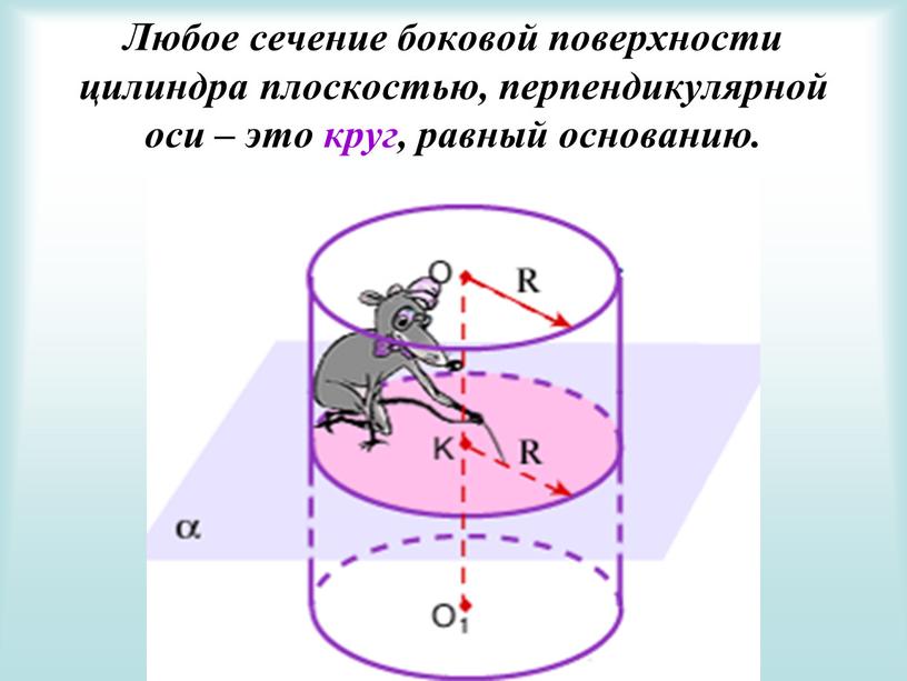 Любое сечение боковой поверхности цилиндра плоскостью, перпендикулярной оси – это круг, равный основанию