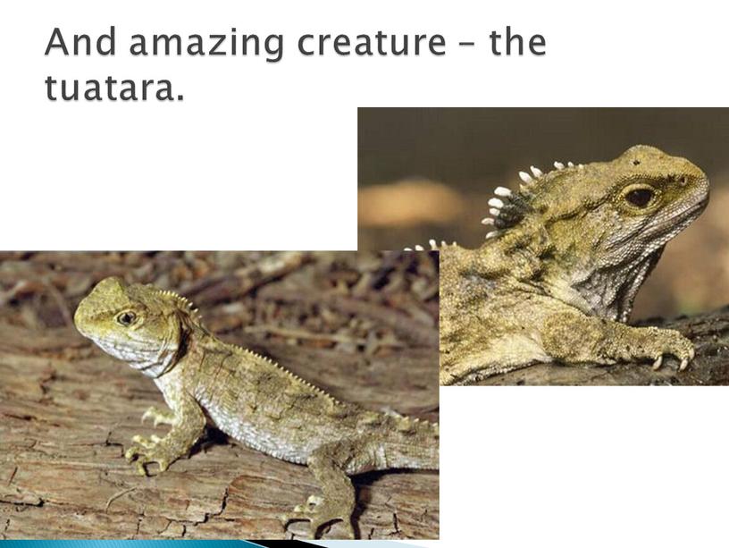 And amazing creature – the tuatara