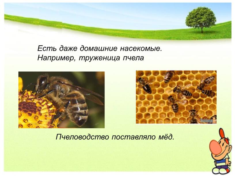 Пчеловодство поставляло мёд. Есть даже домашние насекомые