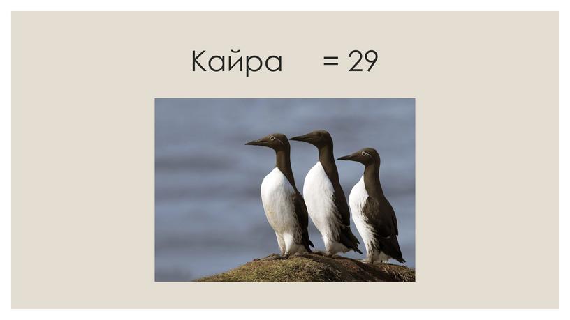 Кайра = 29