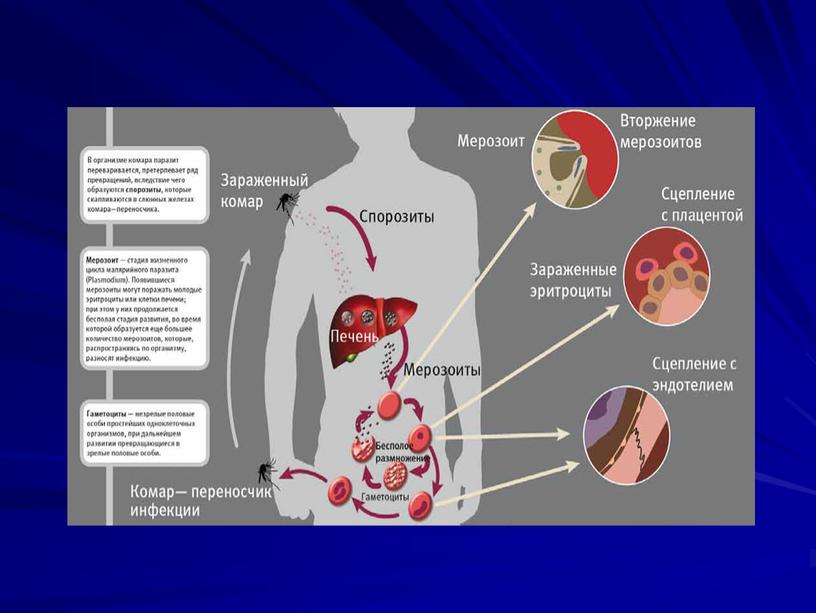 Заражение человека. Мерозоит. Мерозоит малярийного плазмодия. Стадия мерозоит малярия.