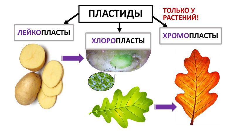 ПЛАСТИДЫ ЛЕЙКОПЛАСТЫ ХЛОРОПЛАСТЫ