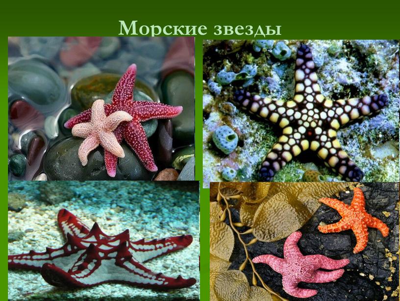 Морские звезды