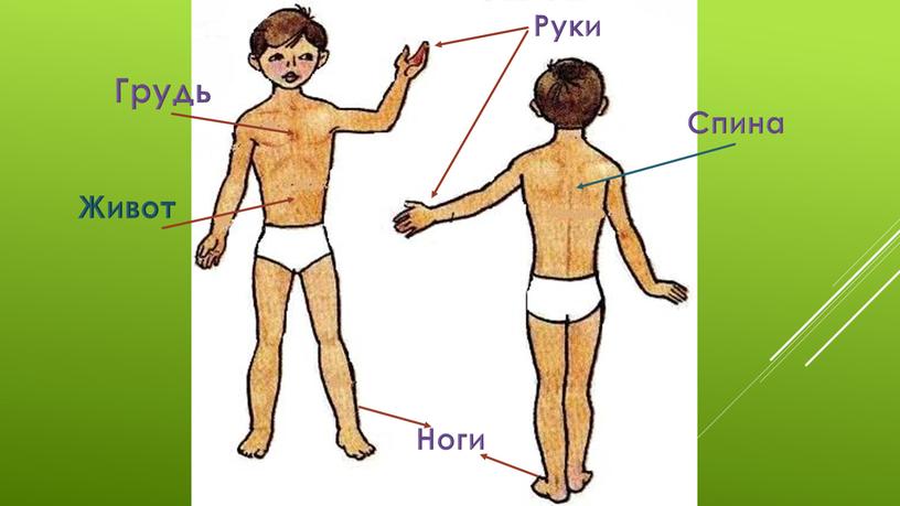 Грудь Спина Живот Руки Ноги